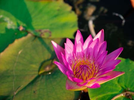 Beautiful lotus flower in blooming.の写真素材