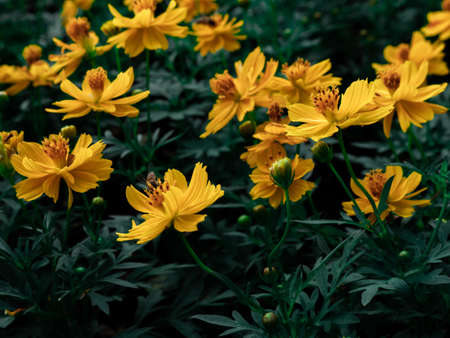 à¹Yellow color, cosmos caudatus flowers or flower kenikir which blooms in the backyard gardenの写真素材