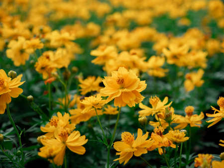 à¹Yellow color, cosmos caudatus flowers or flower kenikir which blooms in the backyard gardenの写真素材