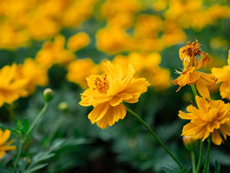 à¹Yellow color, cosmos caudatus flowers or flower kenikir which blooms in the backyard gardenの写真素材