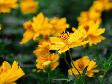 à¹Yellow color, cosmos caudatus flowers or flower kenikir which blooms in the backyard gardenの写真素材