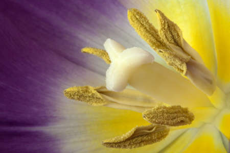 Brightly coloured purple, white and yellow tulipの写真素材