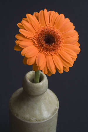Orange Gerbera in a pottery vase, against a black backgroundの写真素材