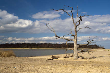 Dead tree on Benacre Beach in Suffolkの写真素材