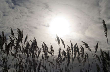 Silhouette of reeds against a cloudy sky