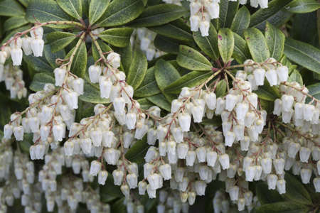 Pieris 'Forest Flame'