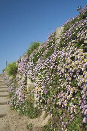 Pink Erigeron cascading down the cliffs at Southwold beachの写真素材