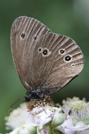Ringlet butterfly  Aphantopus hyperantus  on bramble blossom