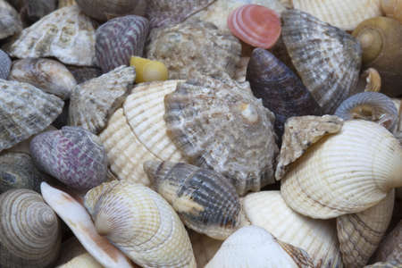 Close-up image of mixed sea shells