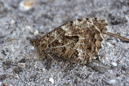 Closeup image of a Grayling Butterfly  Hipparchia semele  の写真素材