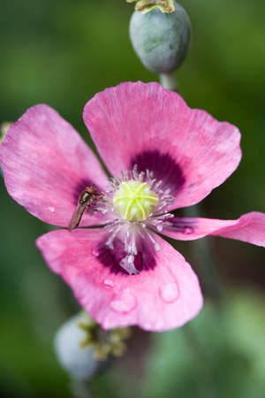 Close-up of a Hover Fly on Papaver Somniferum Poppyの写真素材
