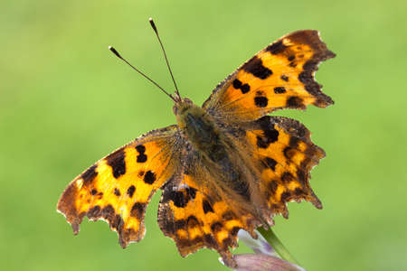 Close-up image of a Comma (Polygonia C-Album) Butterfly 