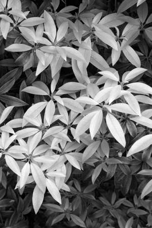 Black and white close-up image of Pieris 'Forest Flame'の写真素材
