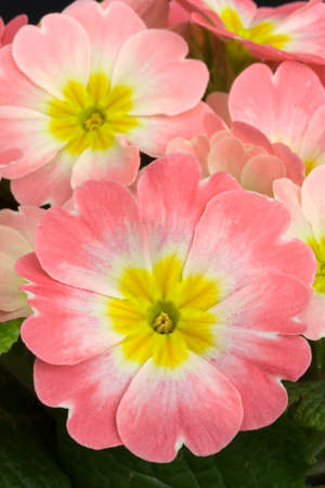 Close-up image of Primulaの写真素材