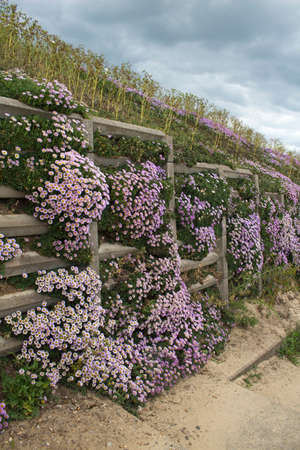 Pink Erigeron cascading down the cliffs at Southwold beachの写真素材
