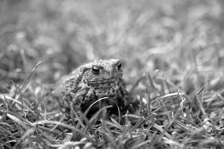 Black and white image of a toad in amongst the grassの写真素材