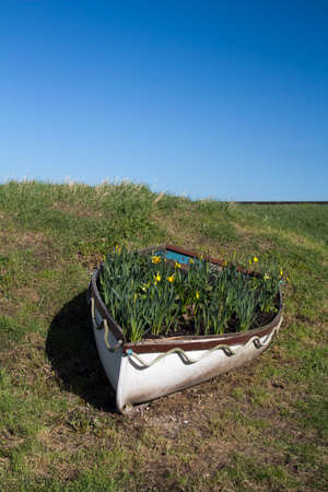 Daffodils in a boat along the sea wall at Canvey Island, Essex, Englandの写真素材