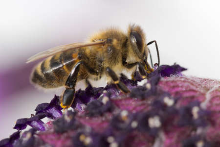 Tawny Mining Bee (Andrena fulva) on Lavandula (Lavender)の写真素材