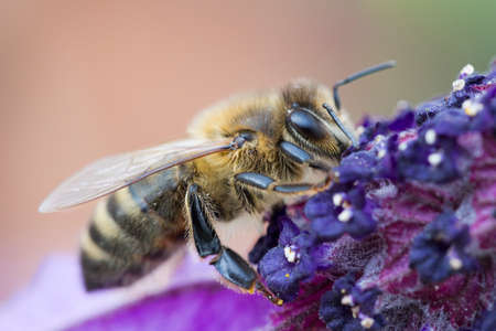 Tawny Mining Bee (Andrena fulva) on Lavandula (Lavender)