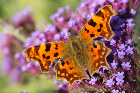 Comma (Polygonia C-Album) Butterfly on Verbena bonariensisの写真素材