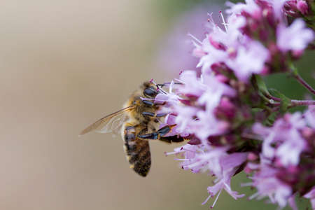 Honey Bee (Apis mellifera) on Oregano (Origanum laevigatum 'Herenhausen')
