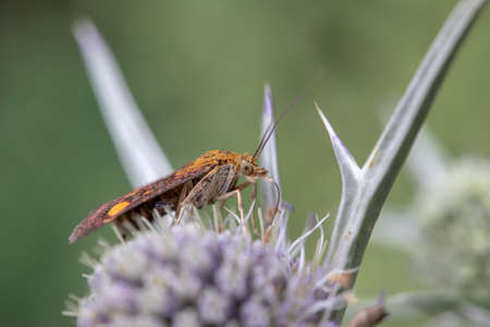 Mint Moth (Pyrausta aurata) on Eryngium variifolium