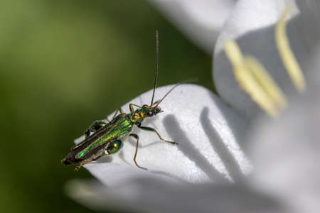 Thick-legged flower beetle (Oedemera nobilis),  also known as the swollen-thighed beetle and the...