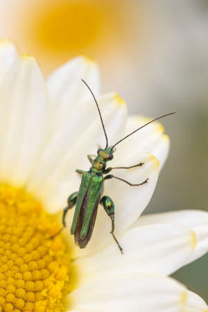 Thick-legged flower beetle (Oedemera nobilis),  also known as the swollen-thighed beetle and the...