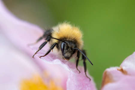 Closeup of a Bumblebee on Anemone tomentosa