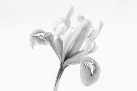 Black and white image of a Iris reticulata against a white backgroundの写真素材