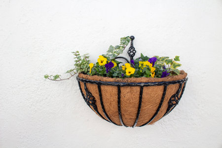 Wrought iron wall basket planted with purple and yellow pansies and ivy, on a white textured wall.の写真素材