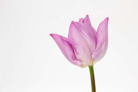 Closeup image of a pink Tulip (Tulipa) against a white backgroundの写真素材