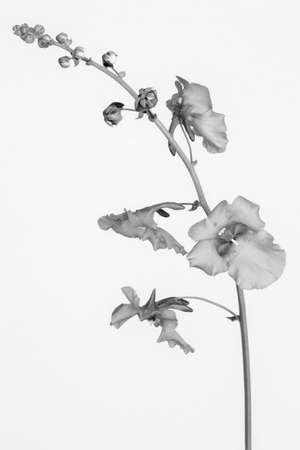 Black and white image of Diascia 'Ruby field'の写真素材