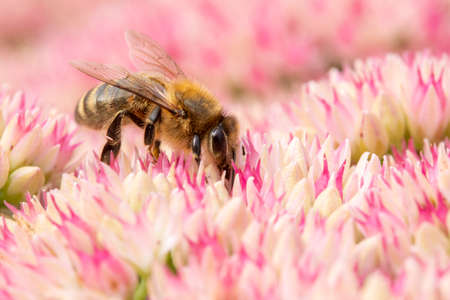 Honey bee collecting pollen on Hylotelephium 'Herbstfreude' (Pink Sedum)の写真素材