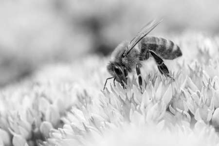 Black and white image of a honey bee collecting pollen on Hylotelephium 'Herbstfreude'の写真素材