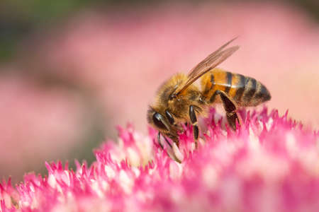Honey bee collecting pollen on Hylotelephium 'Herbstfreude' (Pink Sedum)の写真素材
