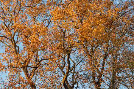 Golden autumn leaves against a blue skyの写真素材