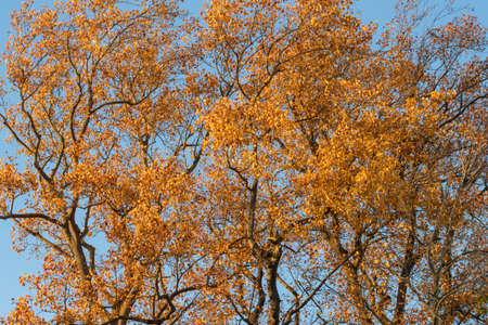 Golden autumn leaves against a blue skyの写真素材
