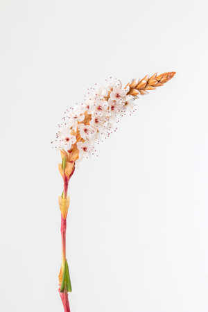 Closeup image of Persicaria affinis â€˜Darjeeling Redâ€™ against a white background