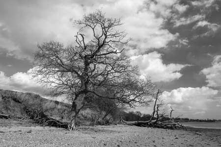Black and white image of coastal erosion at Holbrook, Suffolk, England, United Kingdomの写真素材