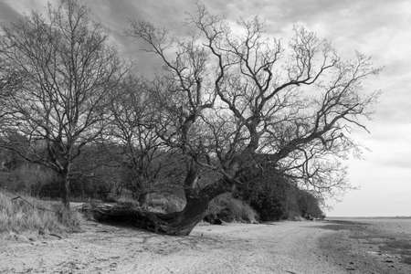 Black and white image of a fallen tree that is still growing on the beach at Nacton Foreshore,...