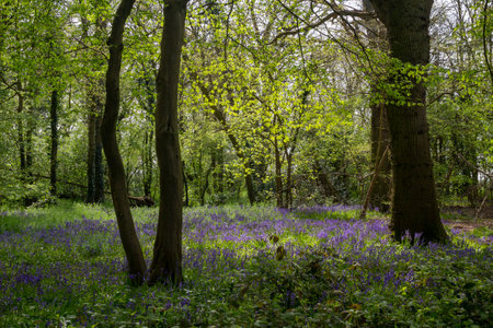 Bluebells in the woods, Suffolk, Englandの写真素材