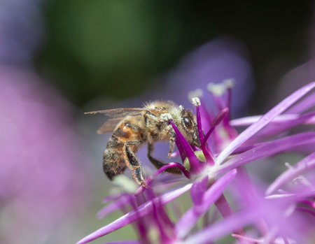 Close-up of a Honey bee on Allium christophiiの写真素材