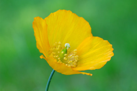 Close-up image of a Meconopsis cambrica - Welsh Poppyの写真素材