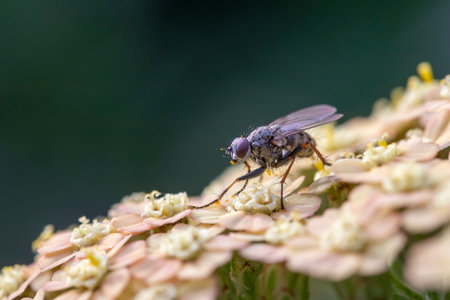 Small fly on Achillea millefolium 'Summer Pastels'