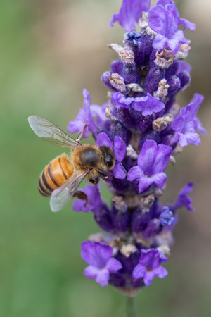 Honey bee on Lavandula 'Hidcote' (English Lavender 'Hidcote')