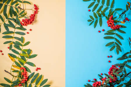 Aurumn rowan branch and berries. Ripe red rowan. Colored paper with the berries of a Rowan tree.の写真素材