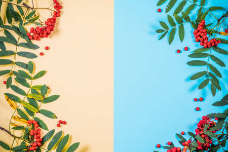Aurumn rowan branch and berries. Ripe red rowan. Colored paper with the berries of a Rowan tree.の写真素材