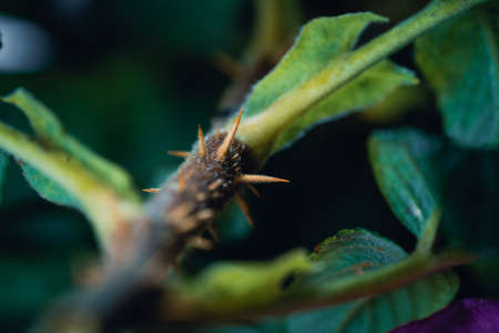Rosehip with thorns. Flower rosehip with spikes.の写真素材