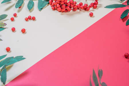 Aurumn rowan branch and berries. Ripe red rowan.